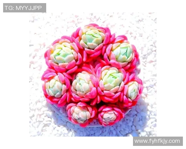 探索足球多肉的魅力与养护技巧让你的植物生活更加丰富多彩